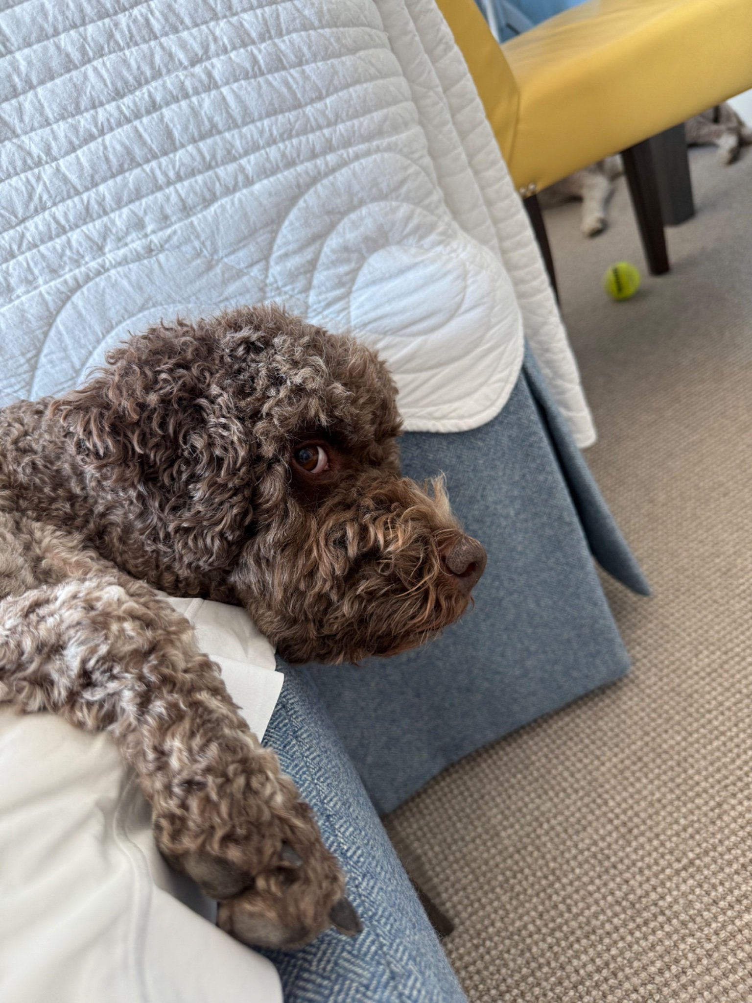 A curly-haired brown dog relaxing on a dog bed in Ember & Oak's dedicated dog room